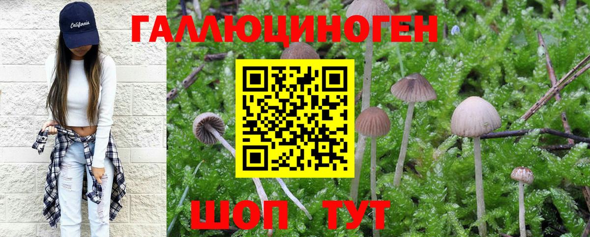 Псилоцибиновые грибы Psilocybine cubensis Кизилюрт
